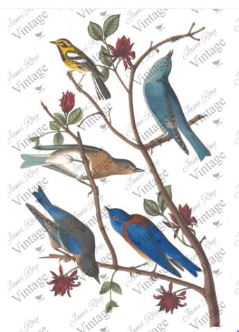 Bluebird | JRV A4 Rice Paper