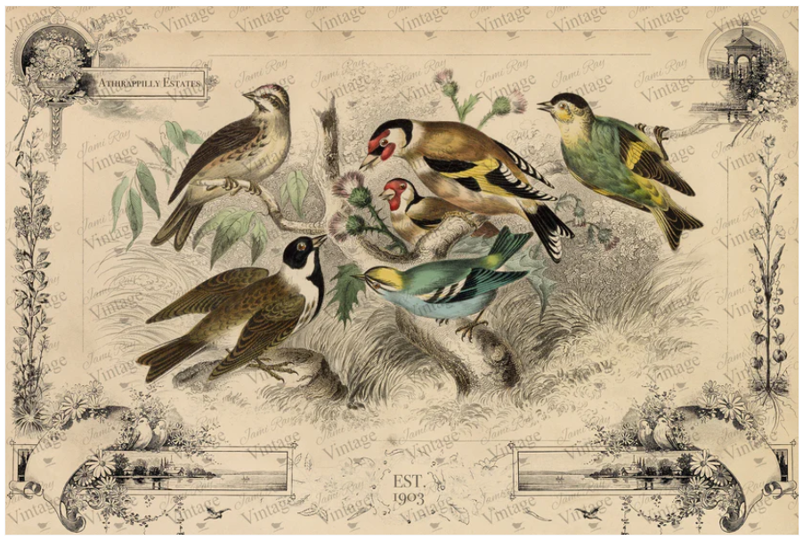 Cottage Birds | JRV Paper