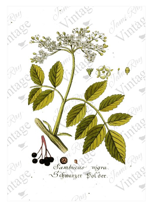 Sambucus Flower | JRV Rice Paper