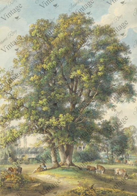 Cows Under a Tree | JRV Rice Paper | A4