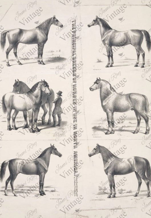 Principal Horses | JRV Rice Paper | A4