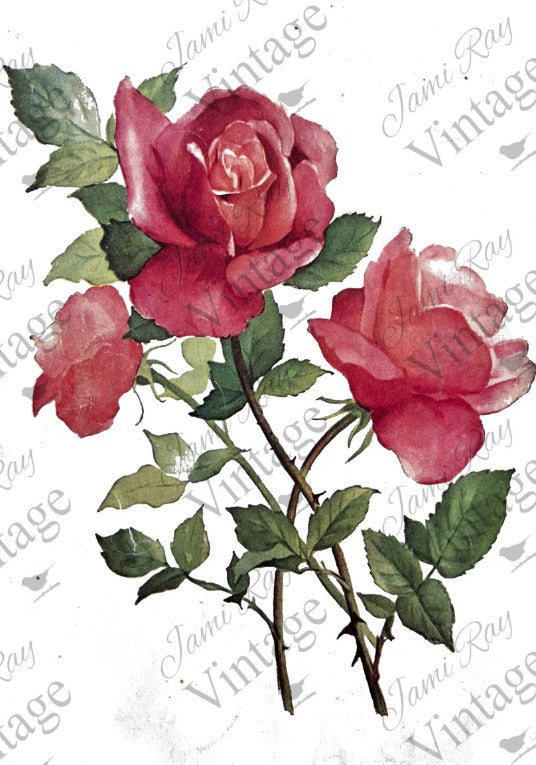 Roses Amaryllis | JRV Rice Paper | A4