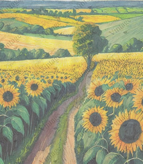 Sunflower Fields | JRV Rice Paper | A4