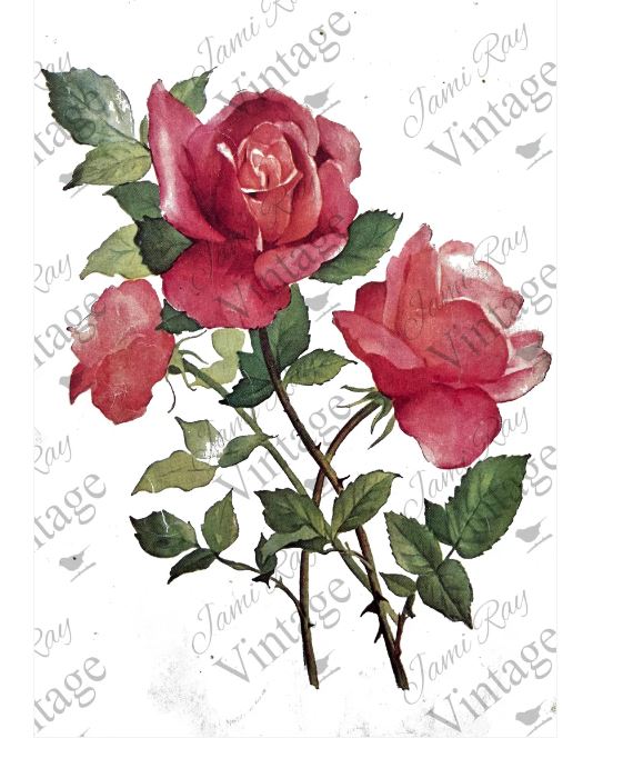 Roses | JRV Rice Paper | A4