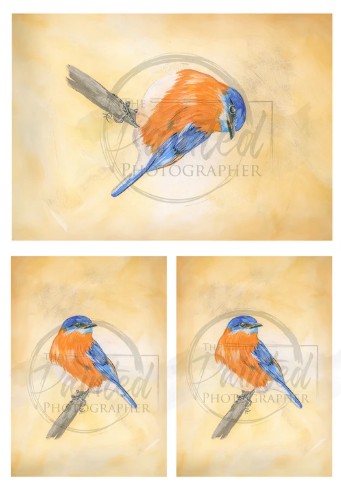 Blue Bird Multiple | Connies Rice Paper | A4