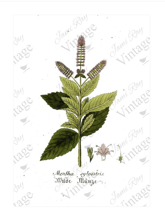 Mentha Flower | JRV Rice Paper