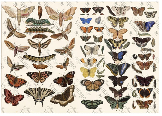Scientific Butterfly | JRV Rice Paper | A4