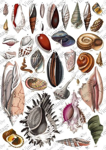 Seashells | JRV Rice Paper | A4